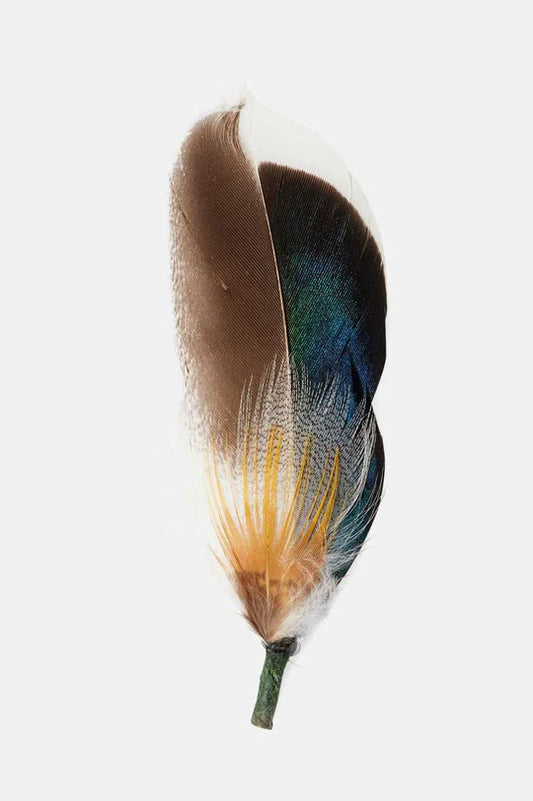 BRIXTON HAT FEATHER mlobm